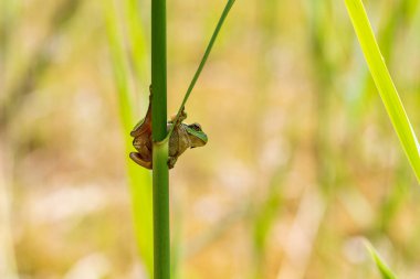Hyla arborea - Sapında yeşil ağaç kurbağası. Arka plan yeşil. Fotoğrafta güzel bir bokeh var. Vahşi fotoğraf