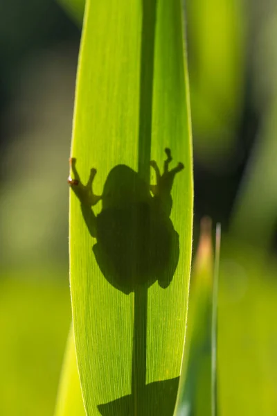 Hyla Arborea Árvore Verde Talo Fundo Verde Foto Tem Belo — Fotografia de Stock