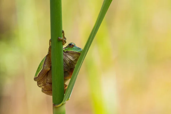 나무의 개구리 줄기에 배경은 녹색이다 사진은 있습니다 Wild Photo — 스톡 사진