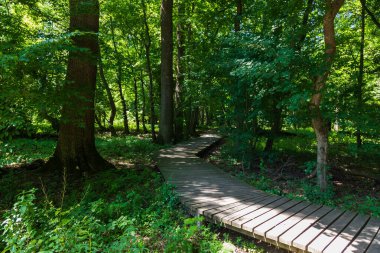 Ağaçların arasında, ağaçların arasında, ağaçların arasında..