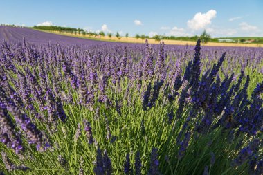Tarlada güzel kokulu lavanta çiçeği. Lavantanın üzerinde arılar var..