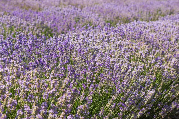 Linda Flor Lavanda Perfumada Rosa Campo Abelhas Lavanda — Fotografia de Stock