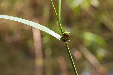 Hyla arborea - Sapında yeşil ağaç kurbağası. Arka plan yeşil. Fotoğrafta güzel bir bokeh var. Vahşi fotoğraf