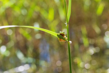 Hyla arborea - Sapında yeşil ağaç kurbağası. Arka plan yeşil. Fotoğrafta güzel bir bokeh var. Vahşi fotoğraf