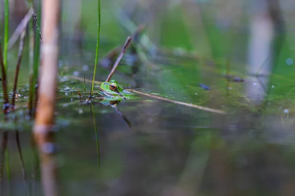 绿树蛙在茎上 背景是绿色的 这张照片有一个很好的防伪标志 野生照片 — 图库照片