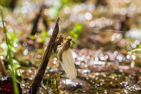 Yusufçuk Çimlerin Üzerinde Uzanan Kanatları Olan Odonata Arka Planda Bir — Stok fotoğraf
