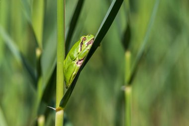 Hyla arborea - Sapında yeşil ağaç kurbağası. Arka plan yeşil. Fotoğrafta güzel bir bokeh var. Vahşi fotoğraf