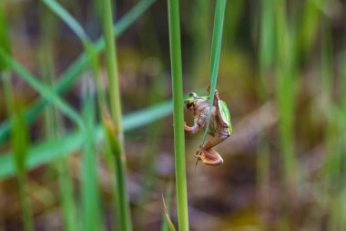 Hyla arborea - Sapında yeşil ağaç kurbağası. Arka plan yeşil. Fotoğrafta güzel bir bokeh var. Vahşi fotoğraf