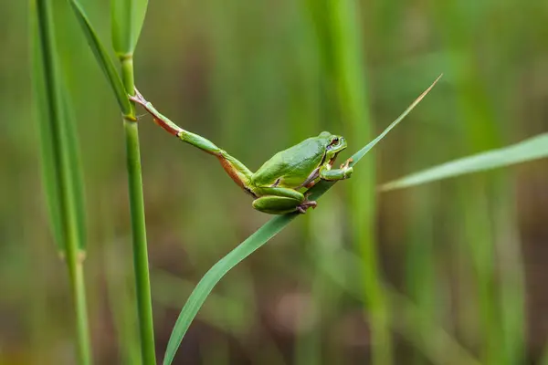 Hyla Arborea Zielona Żaba Drzewna Łodydze Tło Jest Zielone Zdjęcie — Zdjęcie stockowe