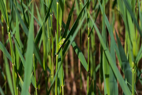 Hyla Arborea Žabák Stonku Pozadí Zelené Fotka Pěknej Zadek Fotografie — Stock fotografie