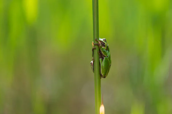 Hyla Arborea Rana Verde Sobre Tallo Fondo Verde Foto Tiene — Foto de Stock