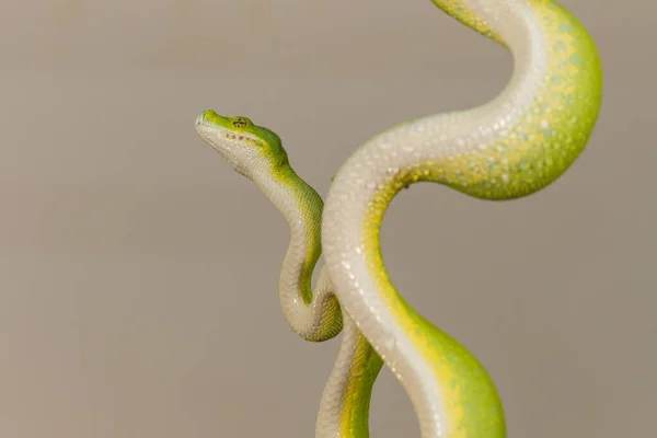 Corallus Caninus 緑のヘビはボールにコイル状 — ストック写真