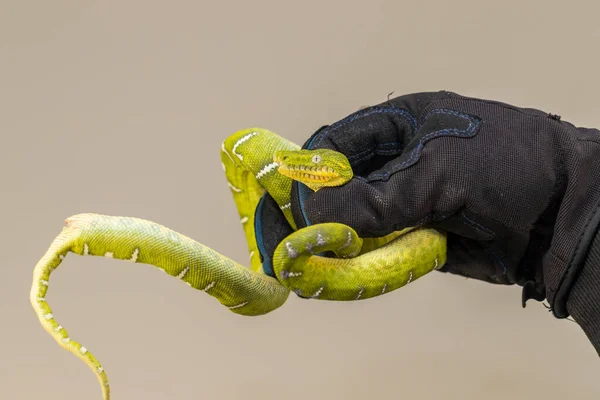 Corallus Caninus Serpente Verde Arrotolato Una Palla — Foto Stock