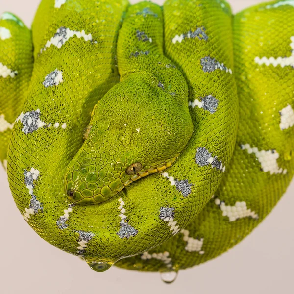 Corallus Caninus Cobra Verde Enrolada Uma Bola — Fotografia de Stock