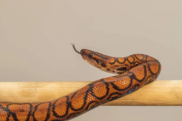 Colorida Serpiente Python Enrosca Una Bola Pedazo Madera —  Fotos de Stock