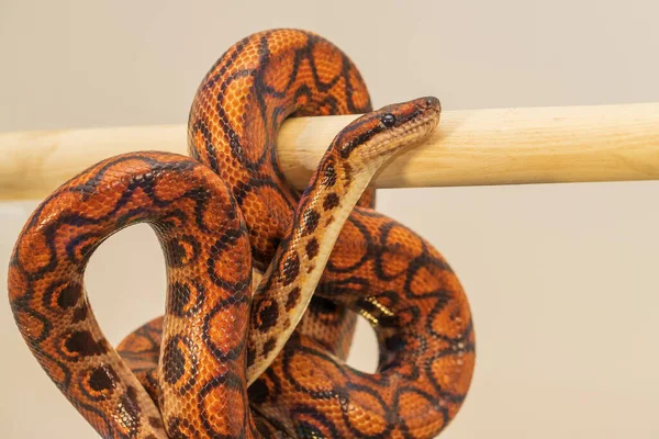 Die Bunte Pythonschlange Wird Auf Einem Stück Holz Einer Kugel — Stockfoto