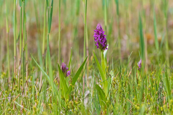 Fialové Orchidej Květiny Orchidej Orchidej Zeleném Poli Pozadí Krásné Bokeh — Stock fotografie