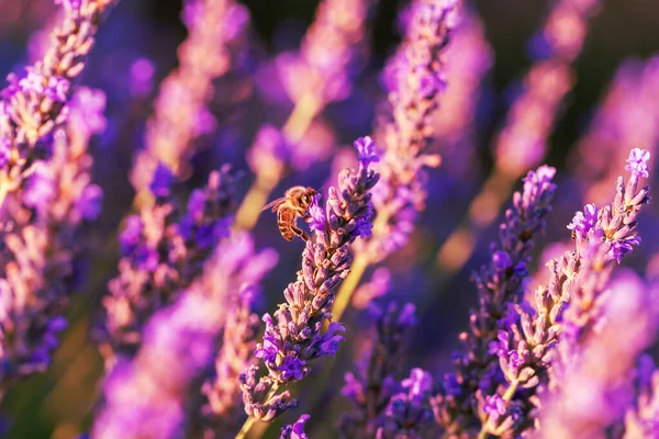 Beautiful Lavender Stems Bee Sitting Lavender — Fotografia de Stock
