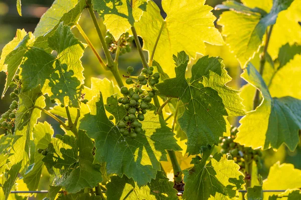 Green Unripe Grapes Vineyard Vineyard Lit Sun — Stok fotoğraf