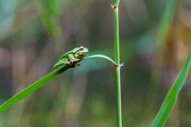 Hyla arborea - Sapında yeşil ağaç kurbağası. Arka plan yeşil. Fotoğrafta güzel bir bokeh var. Vahşi fotoğraf