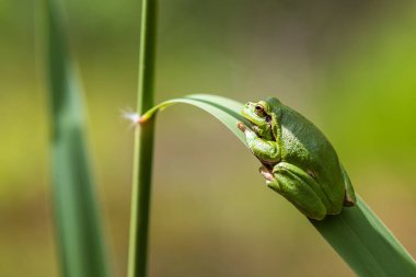 Hyla arborea - Sapında yeşil ağaç kurbağası. Arka plan yeşil. Fotoğrafta güzel bir bokeh var. Vahşi fotoğraf