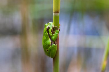 Hyla arborea - Sapında yeşil ağaç kurbağası. Arka plan yeşil. Fotoğrafta güzel bir bokeh var. Vahşi fotoğraf