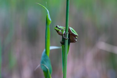 Hyla arborea - Sapında yeşil ağaç kurbağası. Arka plan yeşil. Fotoğrafta güzel bir bokeh var. Vahşi fotoğraf