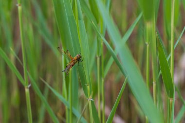 Yusufçuk - Çimlerin üzerinde uzanan kanatları olan Odonata. Arka planda bir mercek tarafından yapılmış güzel bir bokeh var..