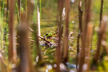 Hyla arborea - Sapında yeşil ağaç kurbağası. Arka plan yeşil. Fotoğrafta güzel bir bokeh var. Vahşi fotoğraf