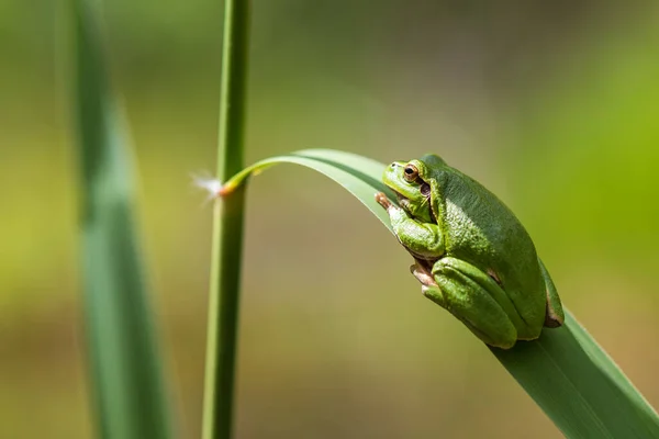 나무의 개구리 줄기에 배경은 녹색이다 사진은 있습니다 Wild Photo — 스톡 사진