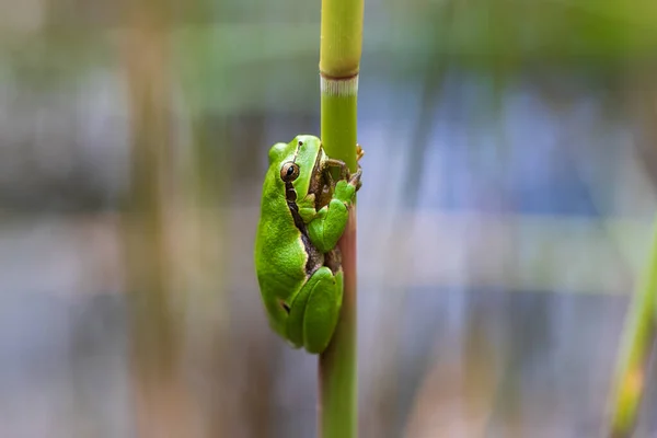 Hyla Arborea Green Tree Frog Stalk Background Green Photo Has — Stock Photo, Image