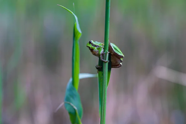 Hyla Arborea Žabák Stonku Pozadí Zelené Fotka Pěknej Zadek Fotografie — Stock fotografie