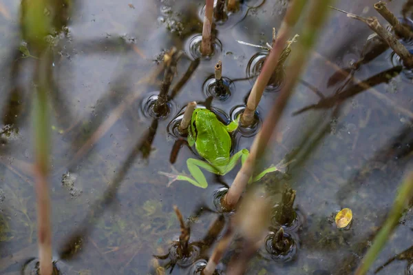 Hyla Arborea Зеленая Лягушка Стебле Дерева Фон Зелёный Фото Хороший — стоковое фото