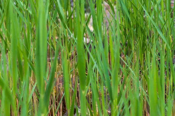 Hyla Arborea 茎に緑の木のカエル 背景は緑です 写真はいいボケですね 野生写真 — ストック写真