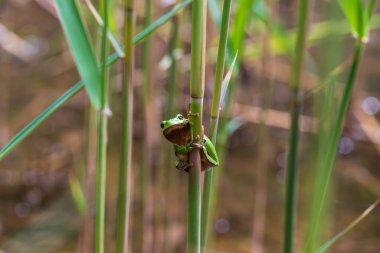 Hyla arborea - Sapında yeşil ağaç kurbağası. Arka plan yeşil. Fotoğrafta güzel bir bokeh var. Vahşi fotoğraf