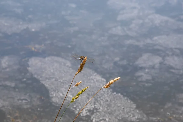 Libellule Odonata Avec Des Ailes Tendues Sur Brin Herbe Arrière — Photo