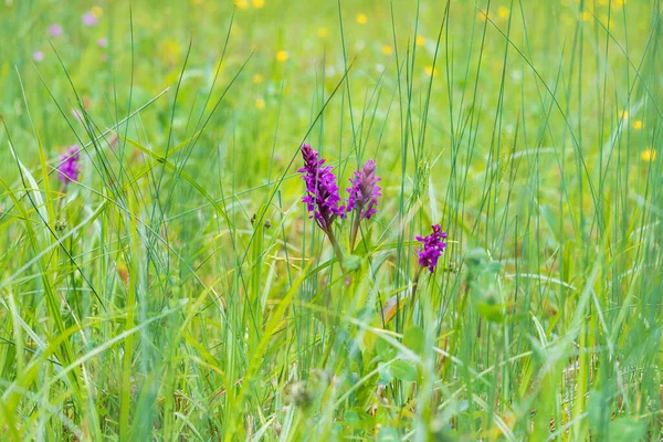 Mor orkide çiçekleri yeşil bir tarlada orkideler. Arka plan çok güzel Bokeh..