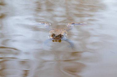 Yeşil kurbağa, sazlıkların arasında, göletin yüzeyinde yatıyor..