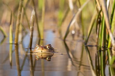 Yeşil kurbağa, sazlıkların arasında, göletin yüzeyinde yatıyor..