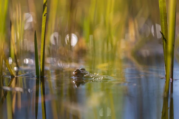 绿色的蛤蟆躺在芦苇间的池塘表面上 — 图库照片