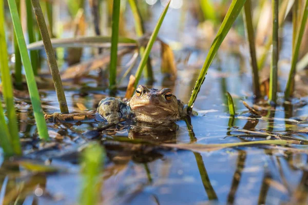 Πράσινος Βάτραχος Βρίσκεται Στην Επιφάνεια Της Λίμνης Ανάμεσα Στα Καλάμια — Φωτογραφία Αρχείου