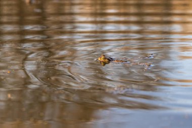 Yeşil kurbağa, sazlıkların arasında, göletin yüzeyinde yatıyor..