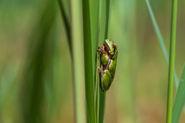 Hyla arborea - Sapında yeşil ağaç kurbağası. Arka plan yeşil. Fotoğrafta güzel bir bokeh var. Vahşi fotoğraf