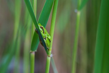 Hyla arborea - Sapında yeşil ağaç kurbağası. Arka plan yeşil. Fotoğrafta güzel bir bokeh var. Vahşi fotoğraf