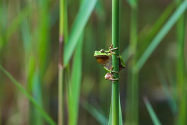 Hyla arborea - Sapında yeşil ağaç kurbağası. Arka plan yeşil. Fotoğrafta güzel bir bokeh var. Vahşi fotoğraf