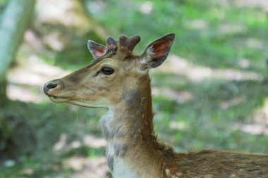 Dama dama - Avrupa Fallow Geyiği 'nin güzel boynuzları vardır ve ağaçların arasında, ormanda batan güneşte yatar