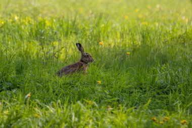 Ormandaki bir tarlada iki tavşan yatıyor..