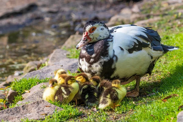 Great Goose Anser Anser Vid Dammen Och Har Små Skvaller — Stockfoto