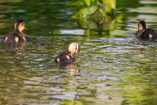 Beau Petit Canard Nage Dans Eau Étang Son Image Reflète — Photo