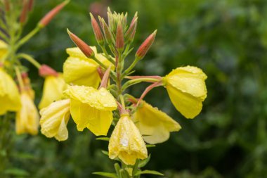 Various colorful spring flowers on green garden.